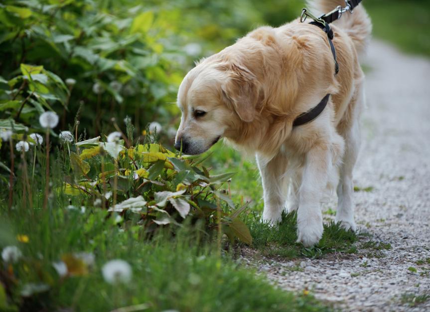 Dog ate treated store grass